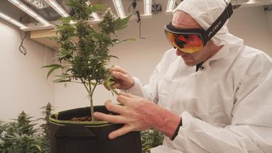 Cannabis Labor