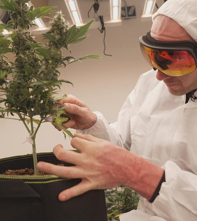 Cannabis Labor