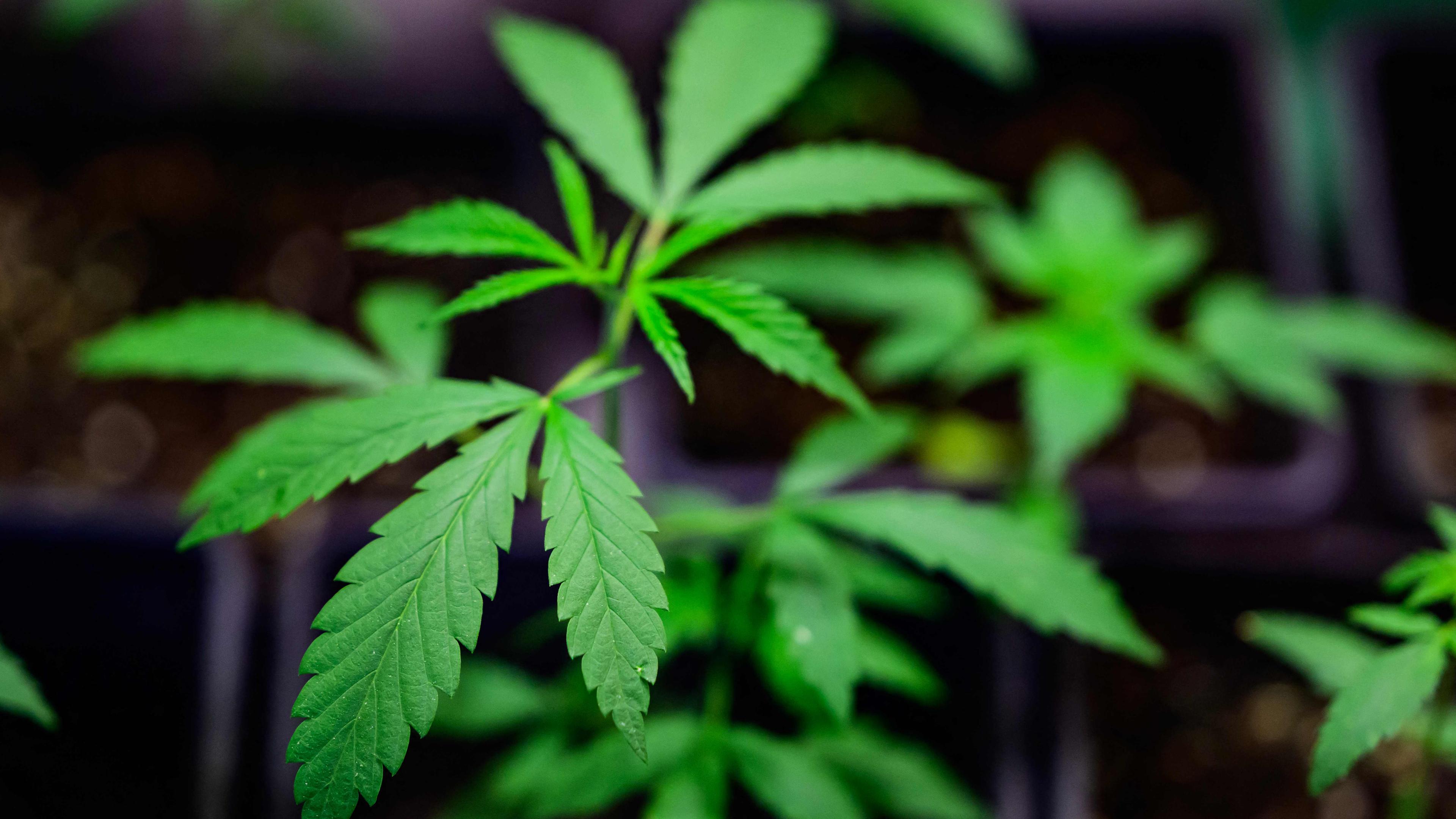 Cannabis-Pflanze