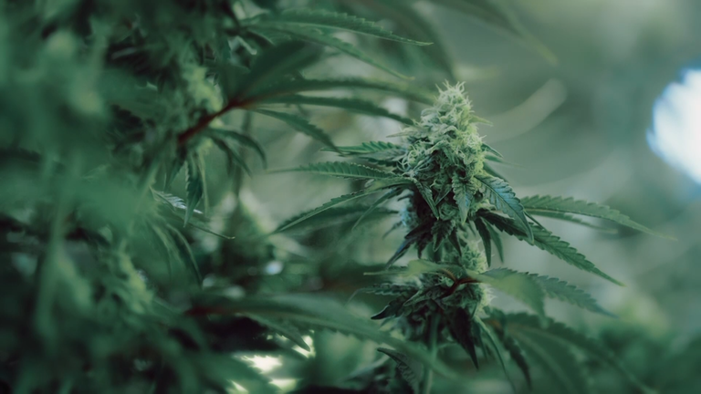 Medizinisches Cannabis online bestellen 