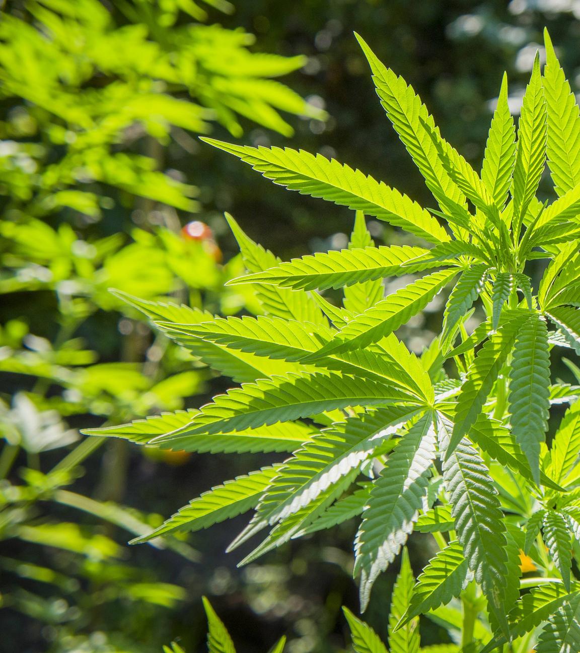 Cannabispflanze