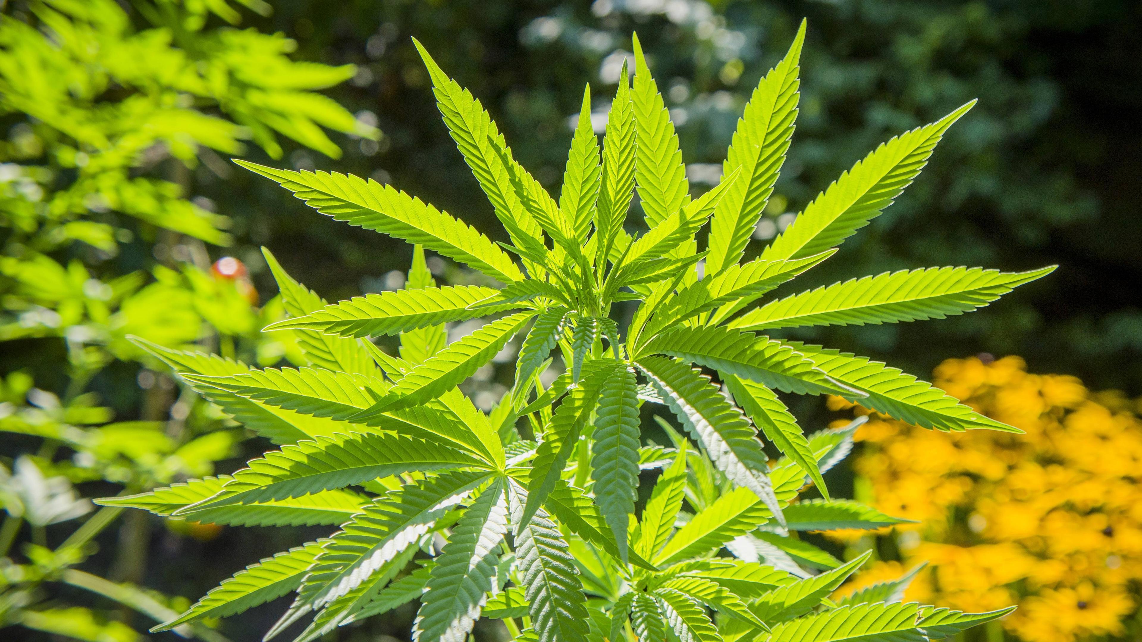 Cannabispflanze