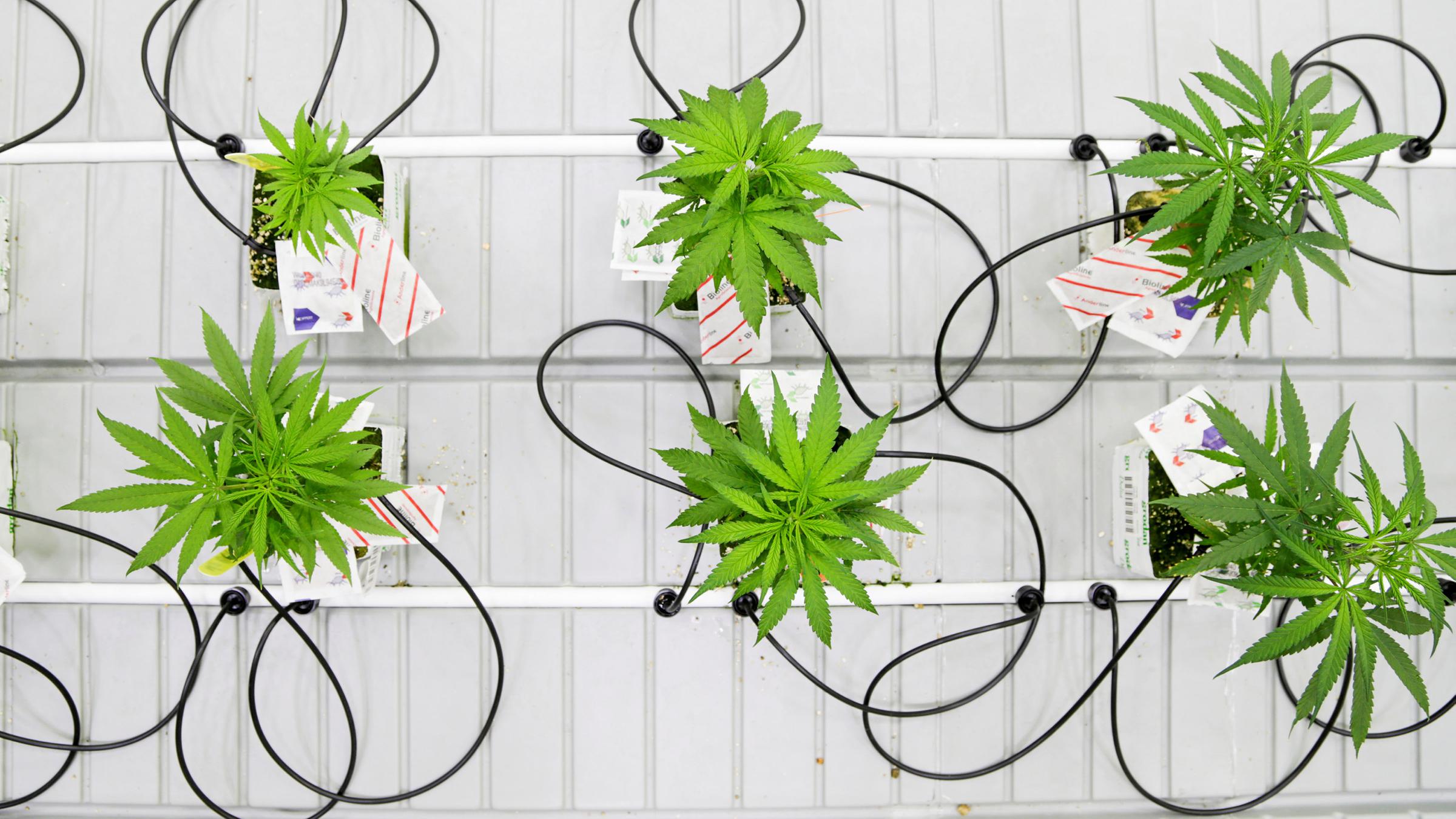 Kleine Cannabis Pflanzen - Plantage