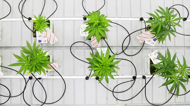 Kleine Cannabis Pflanzen - Plantage