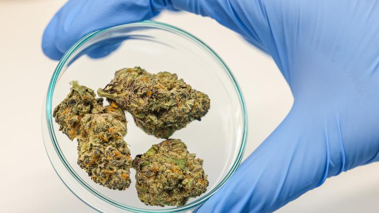 Eine Mitarbeiterin der Grünhorn-Gruppe hält im Labor Cannabisblüten. Die Unternehmensgruppe ist nach eigenen Angaben einer der größten Anbieter von medizinischem Cannabis in Deutschland.