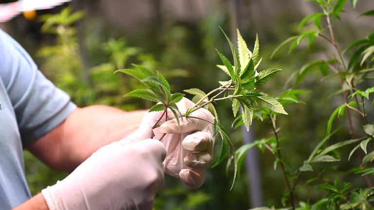 Ziehen von Ablegern in einem Cannabis-Anbauverein