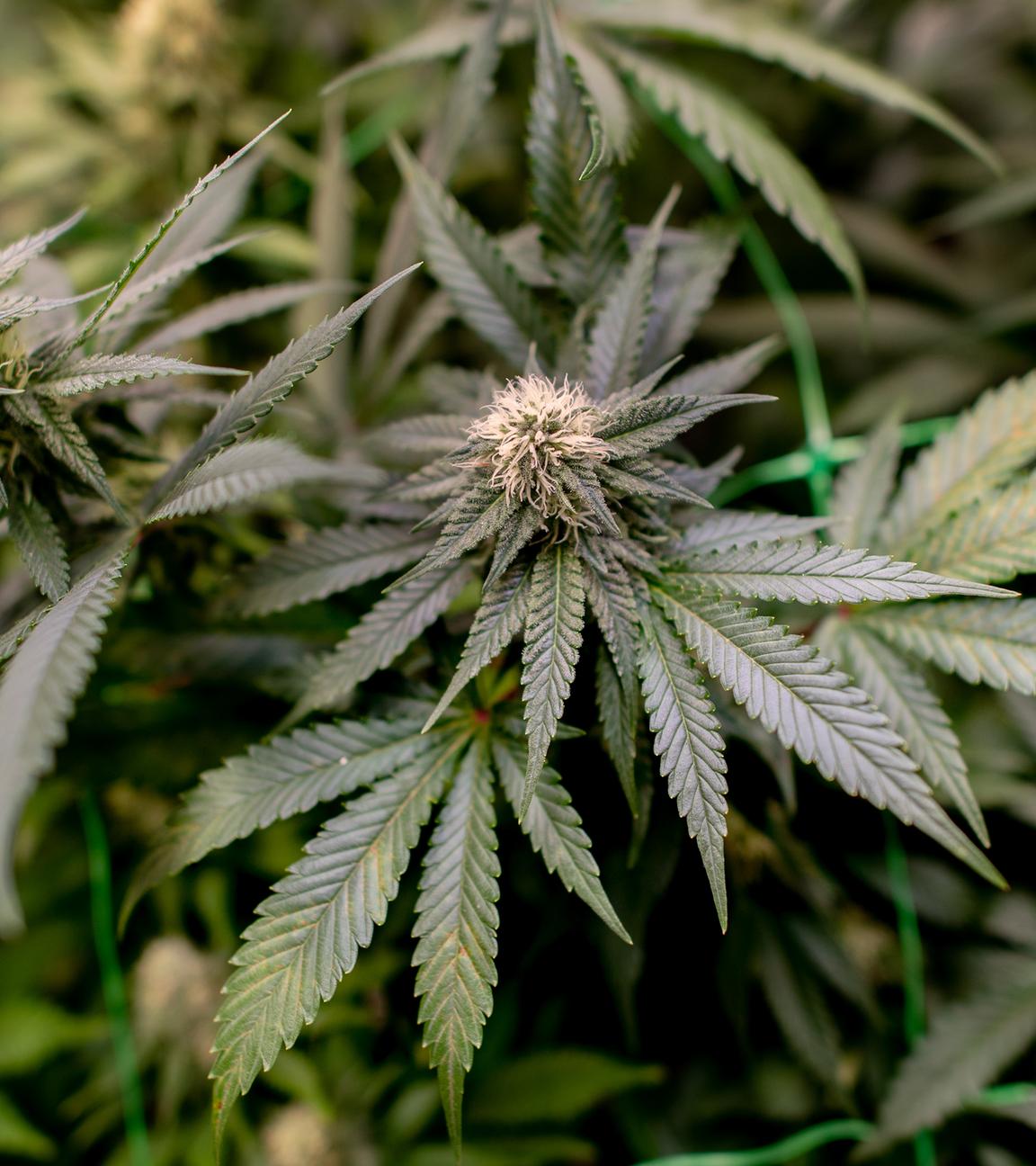 Cannabispflanzen wachsen auf einer Plantage.