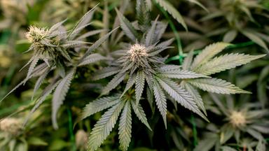 Cannabispflanzen wachsen auf einer Plantage.