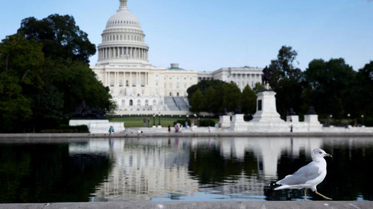 Eine Möwe spaziert vor dem US-Kapitol in Washington