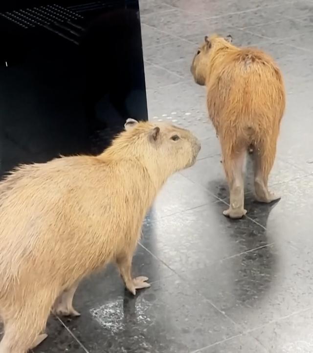 Capybaras die im Parlamentsgebäude in Brasilien spazieren.