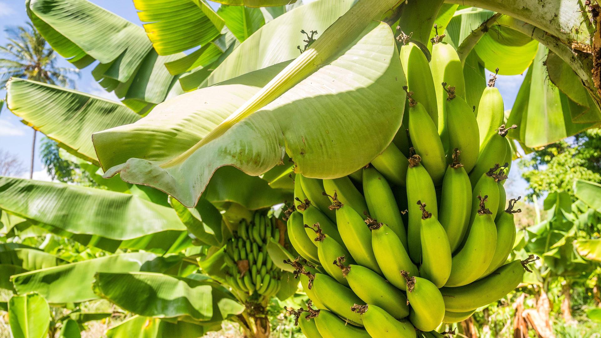 Nahaufnahme einer Cavendish Bananenstaude auf der Plantage, Taveta, Kenia