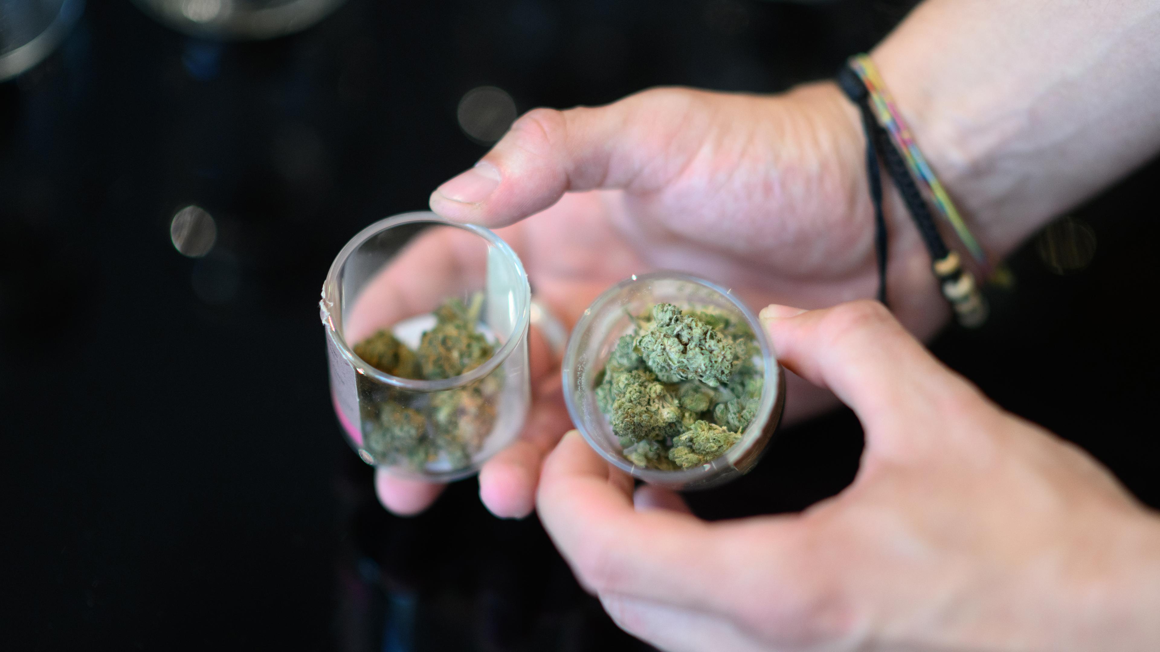 Eine Person hält Gläser mit Cannabisblüten in den Händen.