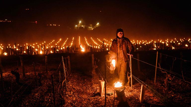 Ein Winzer zündet in seinem Weinberg im Burgund Frostschutzkerzen an, da die Temperaturen in der Nacht unter null Grad Celsius fallen.