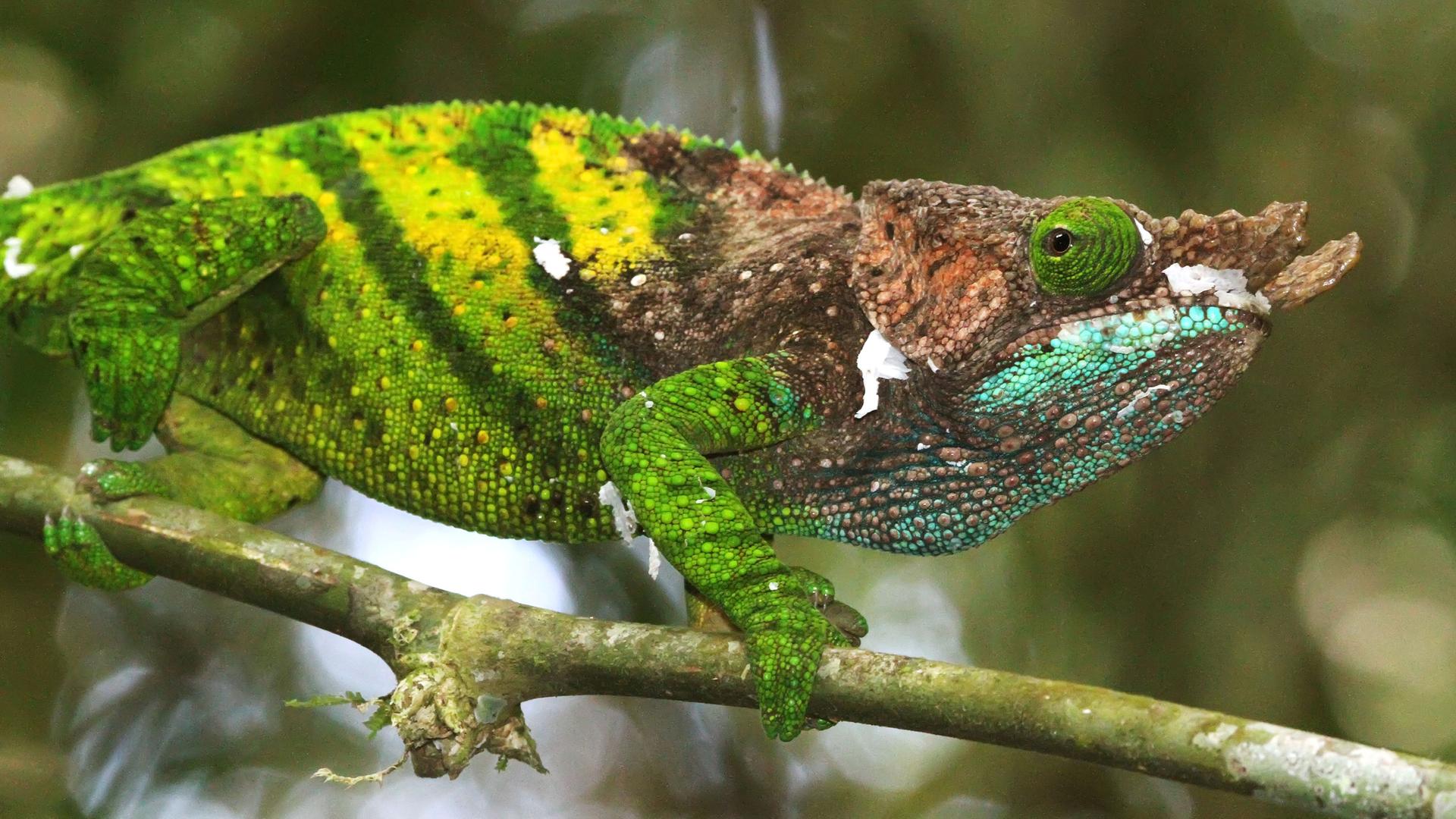 Ein Chamäleon von O'Shaughnessy sitzt auf einem Ast in Madagaskar.