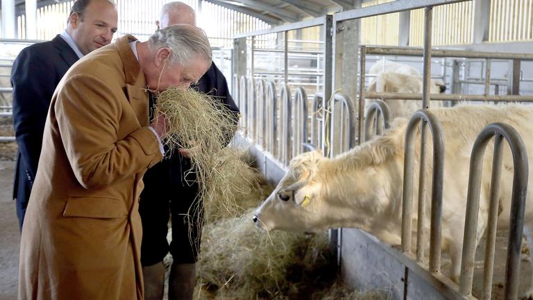 Prinz Charles besucht einen Kuhstall