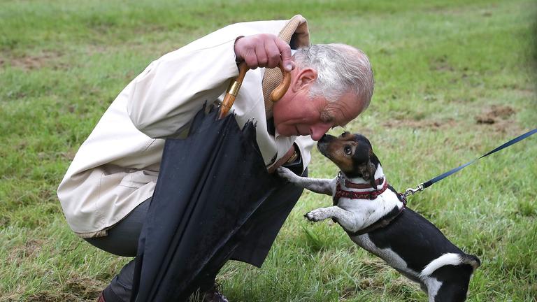 Prinz Charles begrüsst den Hund von Herzogin Camilla