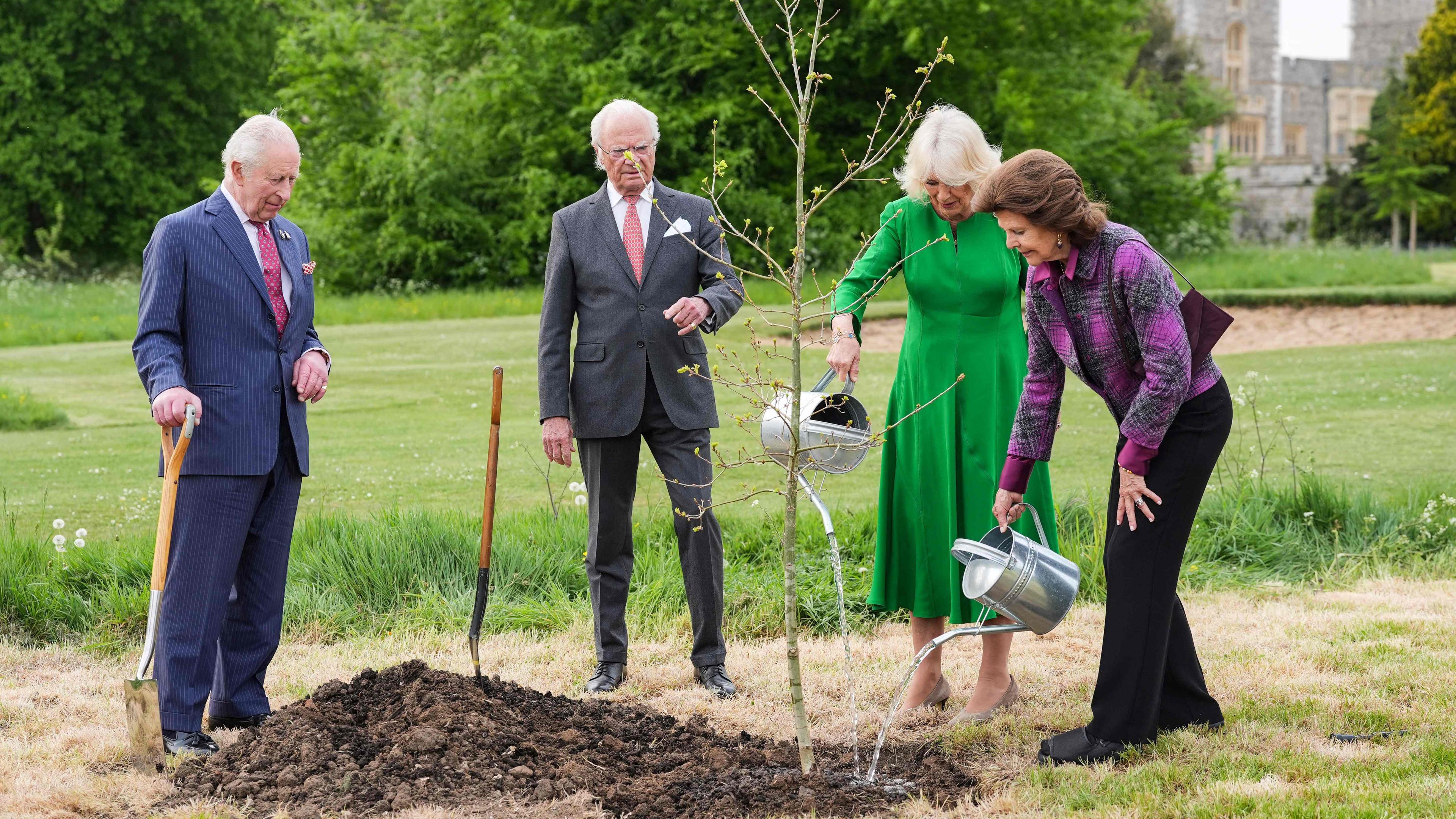 König Charles und Königin Camilla pflanzen mit Silvia und Carl Gustaf eine schwedische Eiche im Park von Schloss Windsor