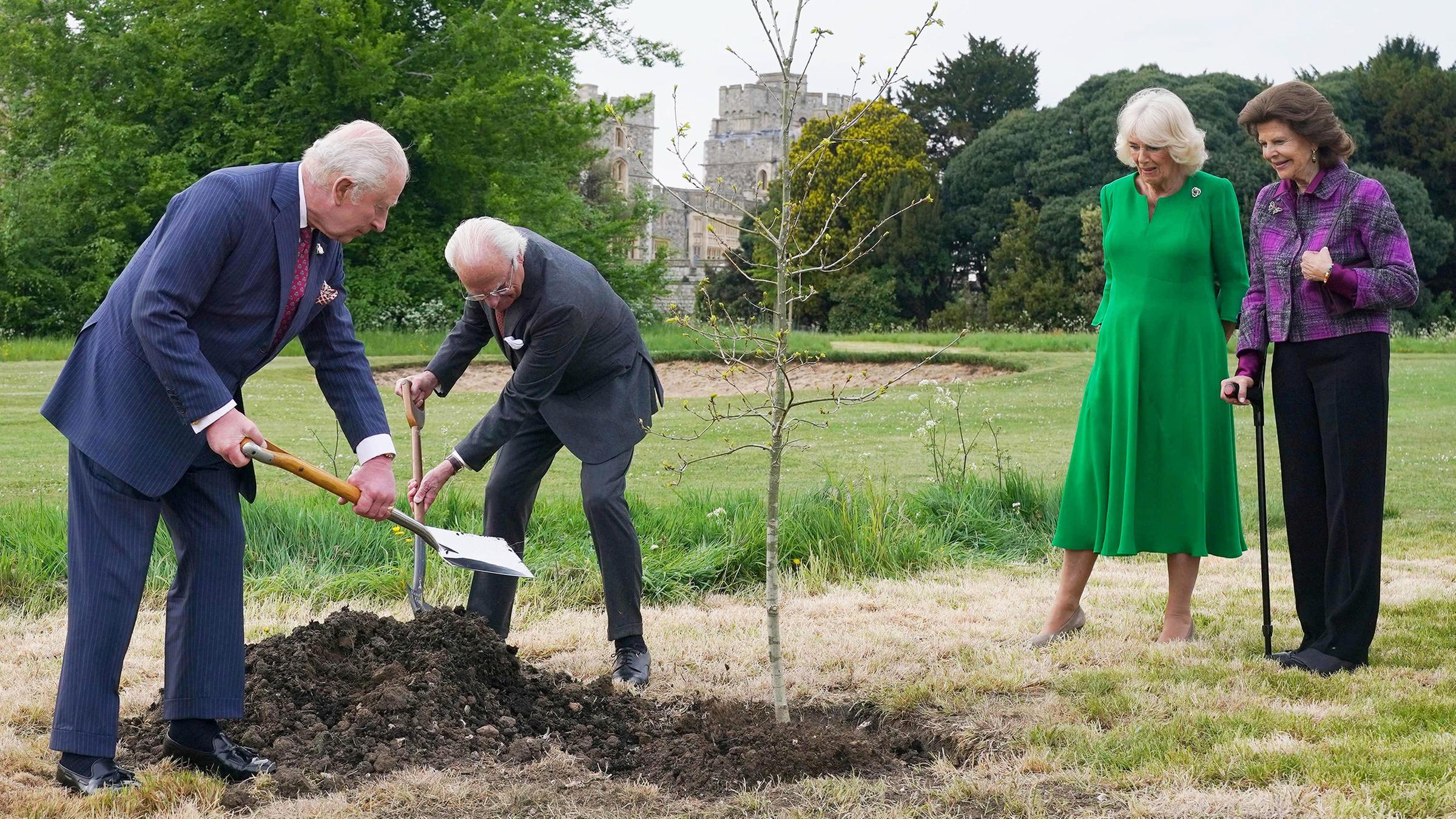 König Charles und Königin Camilla haben mit dem schwedischen Königspaar Carl Gustaf und Silvia eine Eiche gepflanzt. Bei der Aktion in Windsor packten die Monarchen richtig an. (02.05.2025) 