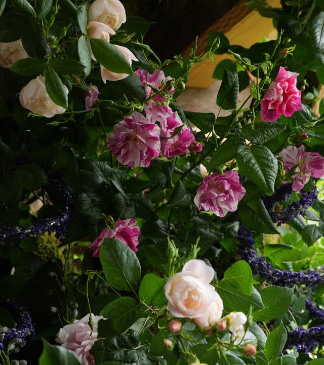 Archiv: Rosenblüten zu sehen bei der Chelsea Flower Show