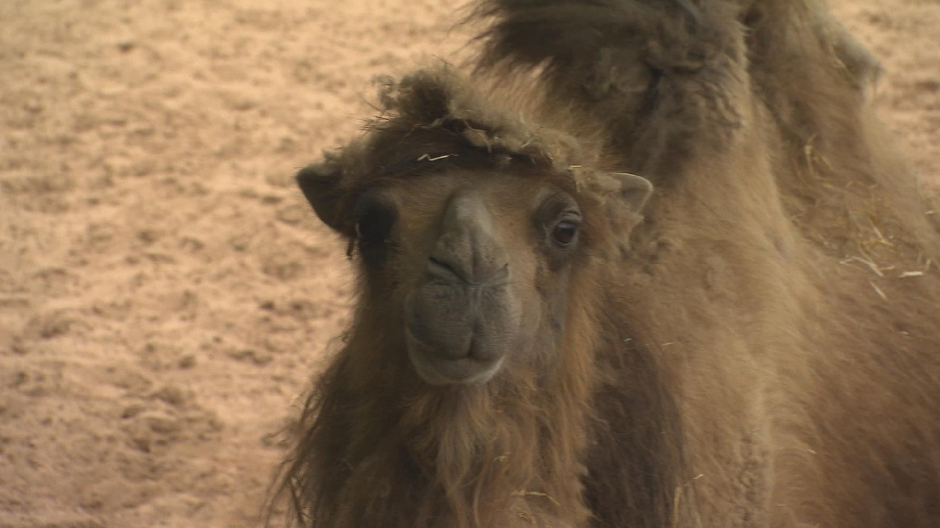 Chester Zoo: Rettung gefährdeter Tierarten 
