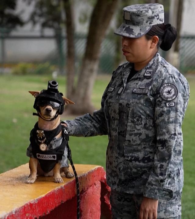 Ein kleiner Hund ausgestattet mit Miniatur-Schutzbrille, einer eng anliegenden Weste und Helm mit Minikamera.