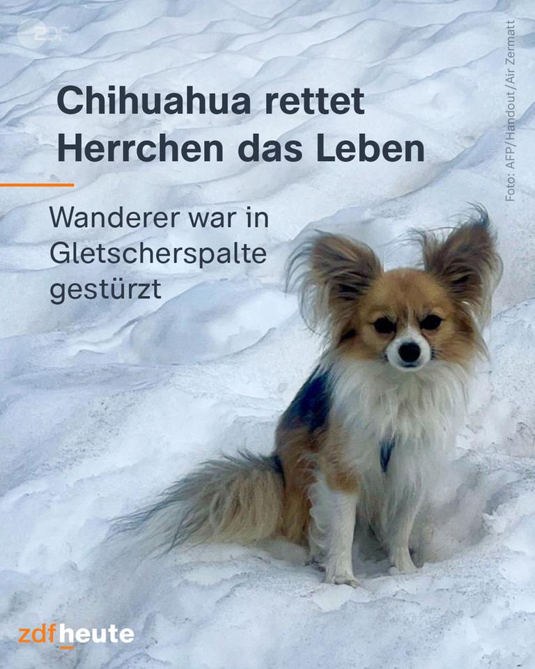 Der Chihuhua, der das Leben seines Besitzers mit rettete