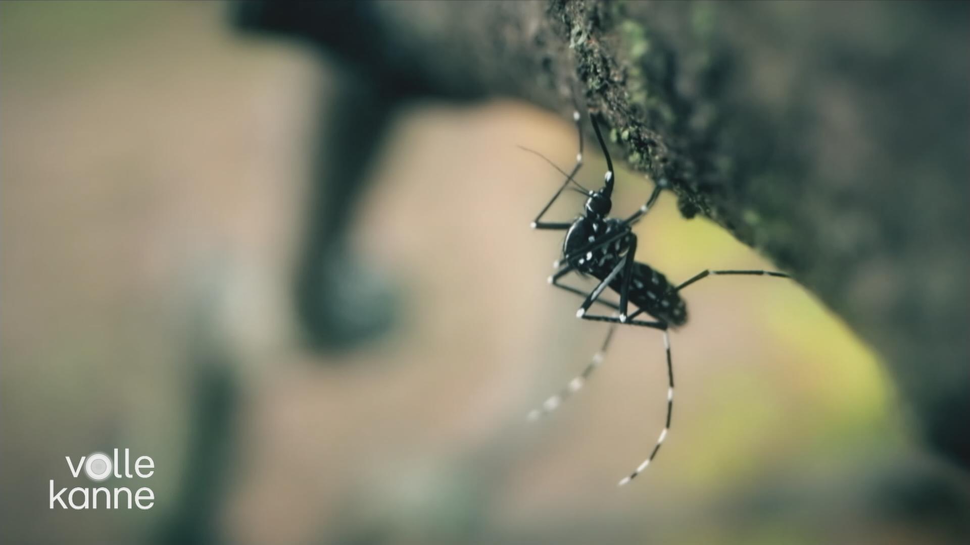 Tigermücke auf Ast