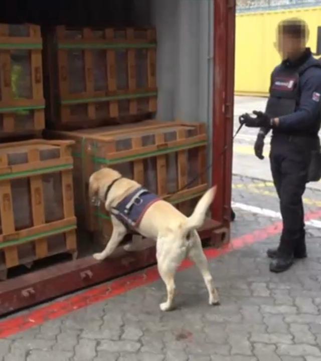 Ein Schüpphund riecht an den Waren, die in einem Container gelagert sind.