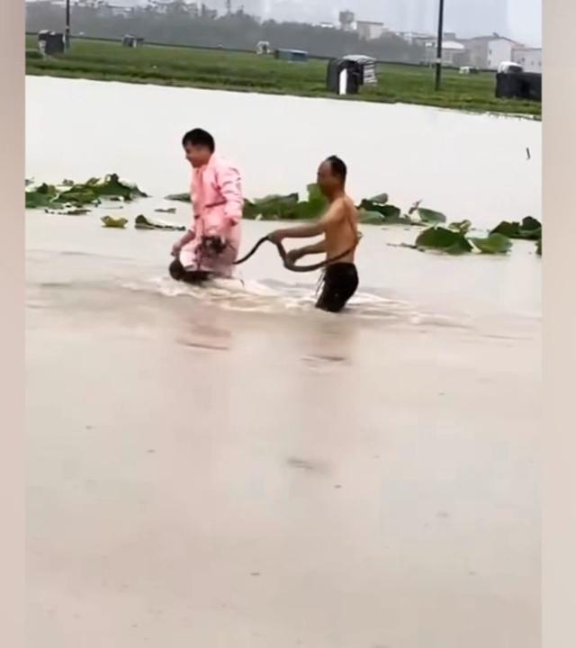 Anwohner fangen Schlangen ein, die wie Dinosaurier durchs Wasser schwimmen.