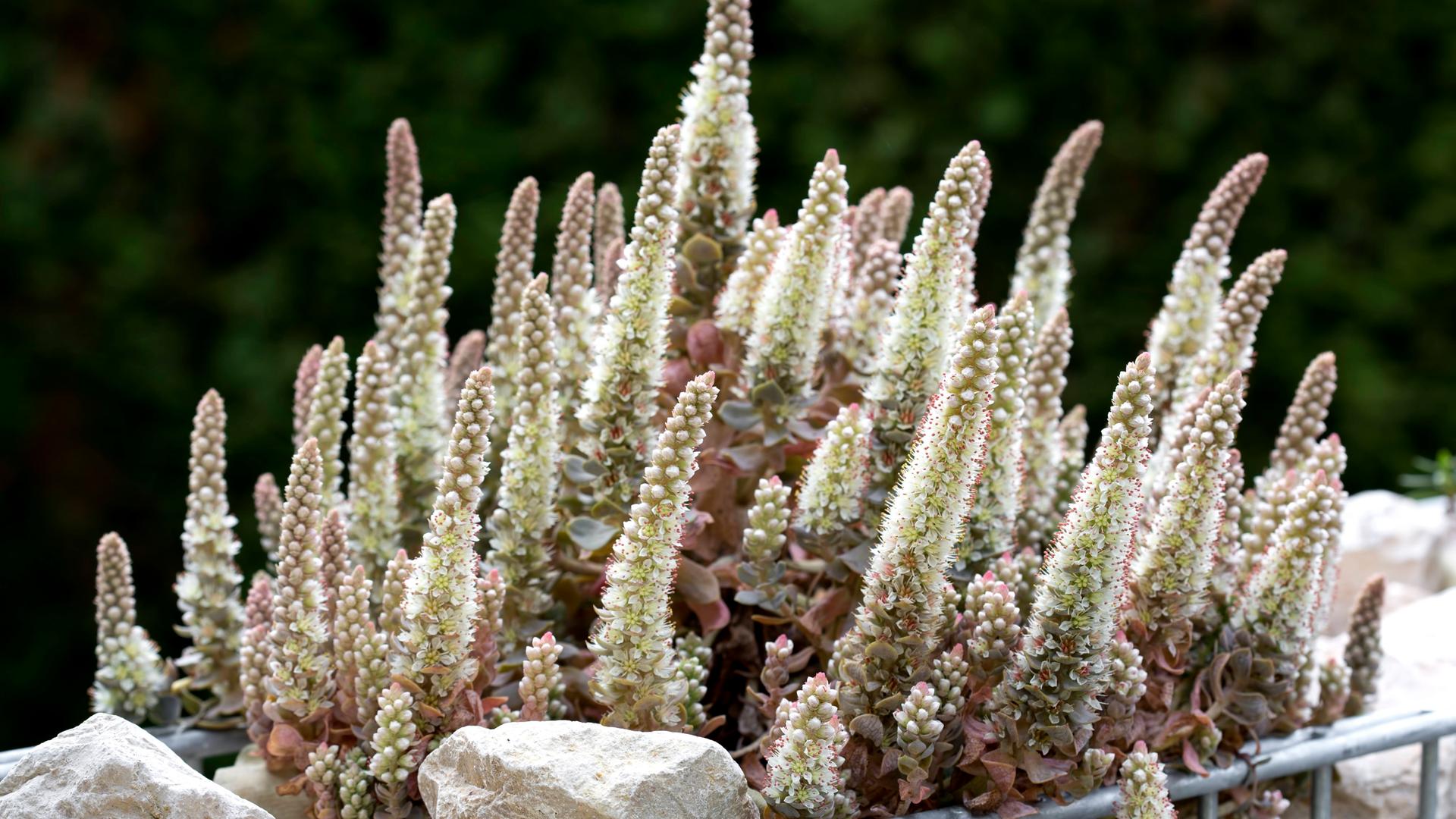 Chinesische Narrenkappe