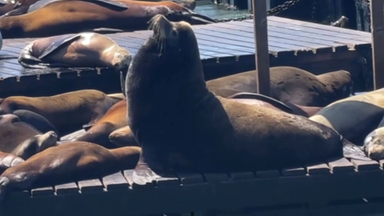 Tonnenschwerer "Chonkers" schlägt große Wellen  