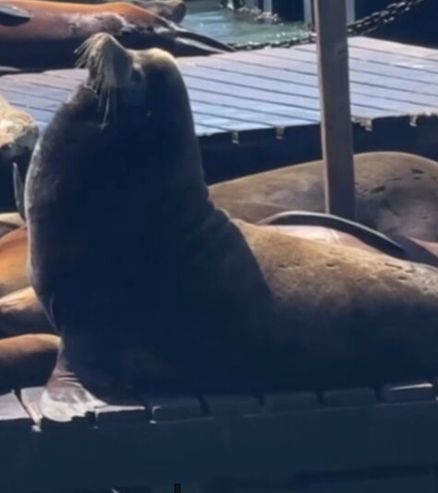 Tonnenschwerer "Chonkers" schlägt große Wellen  