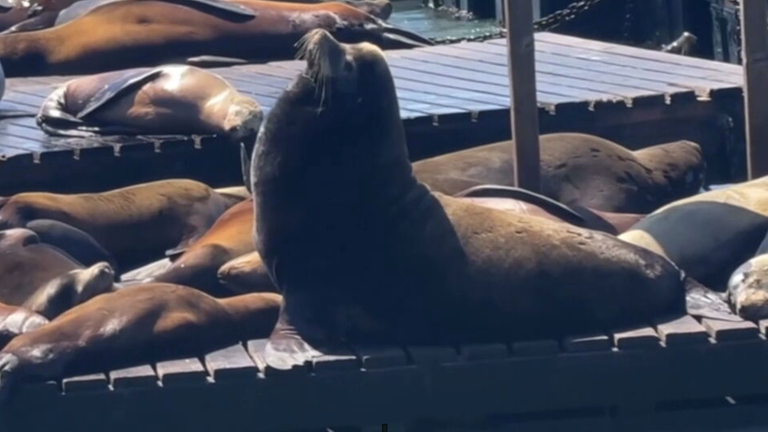 Tonnenschwerer "Chonkers" schlägt große Wellen  