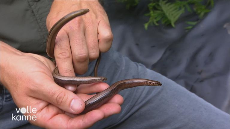 Christian Ehrlich zu Schlangen 