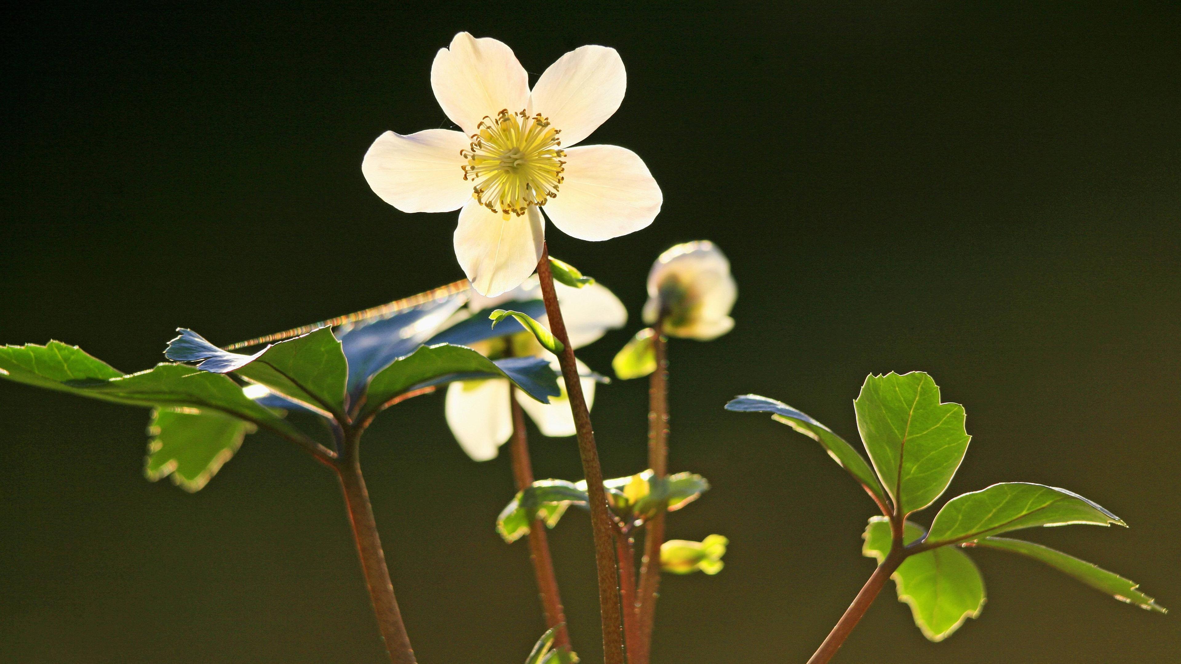 Christrose