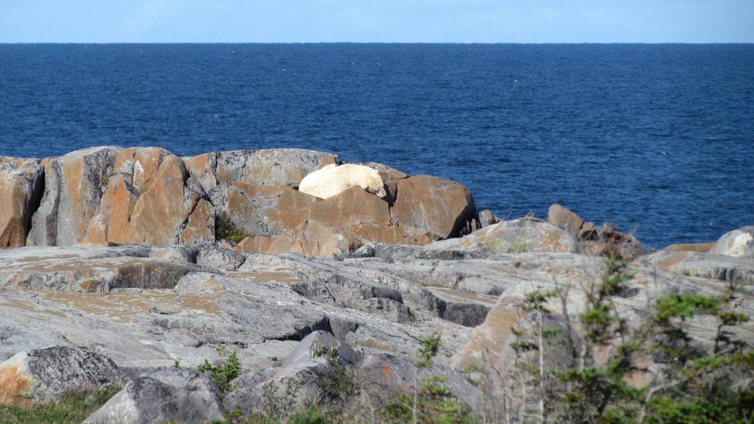 Schlafender Eisbär an der Hudson Bay