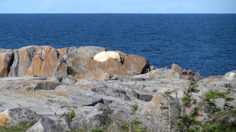 Schlafender Eisbär an der Hudson Bay