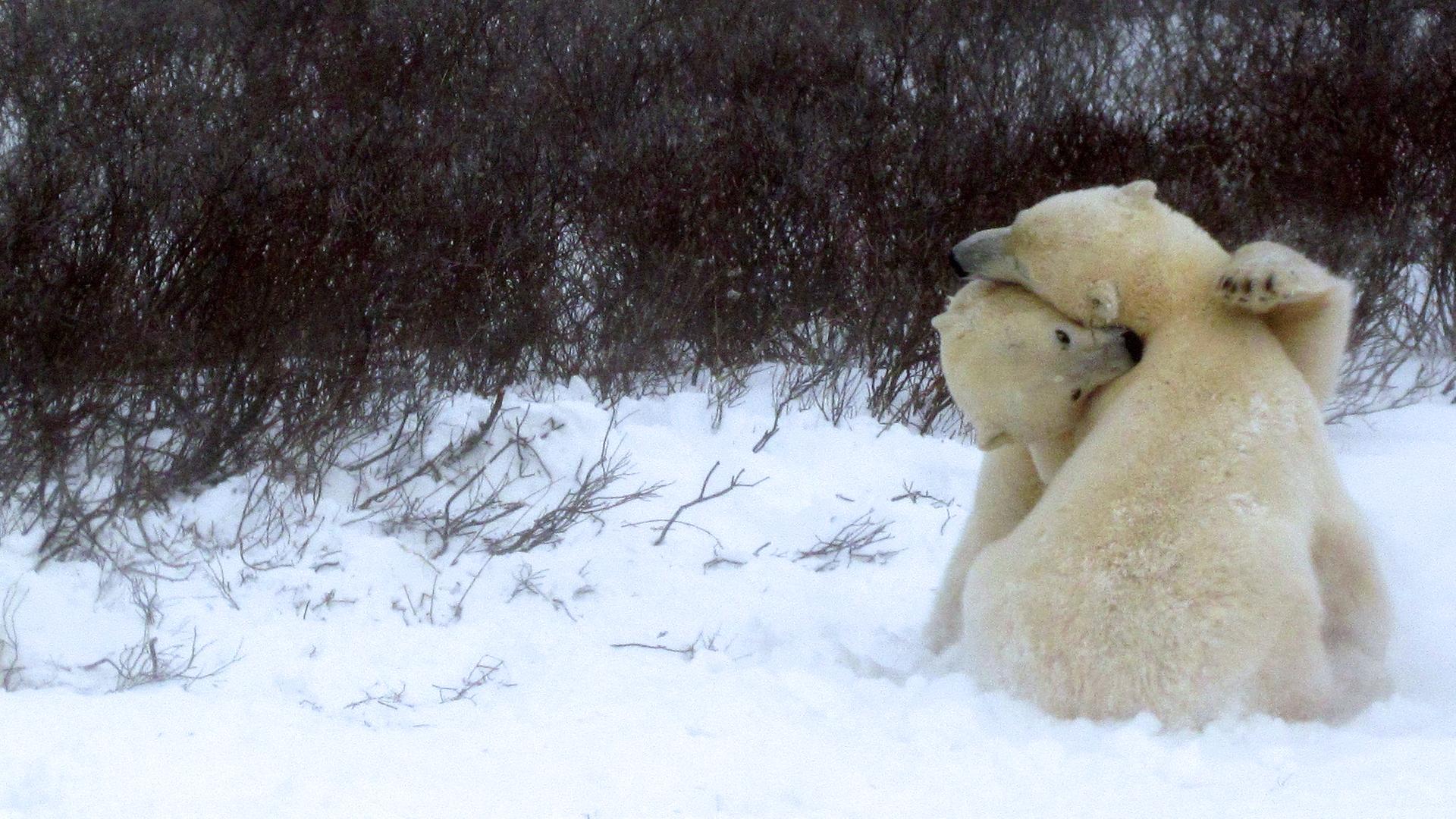 Eisbären in Churchill