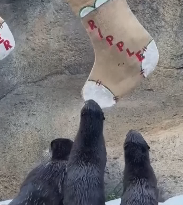 Eine Otter-Familie schaut sich neugierig aufgehängte Weihnachtssocken in ihrem Gehege an.
