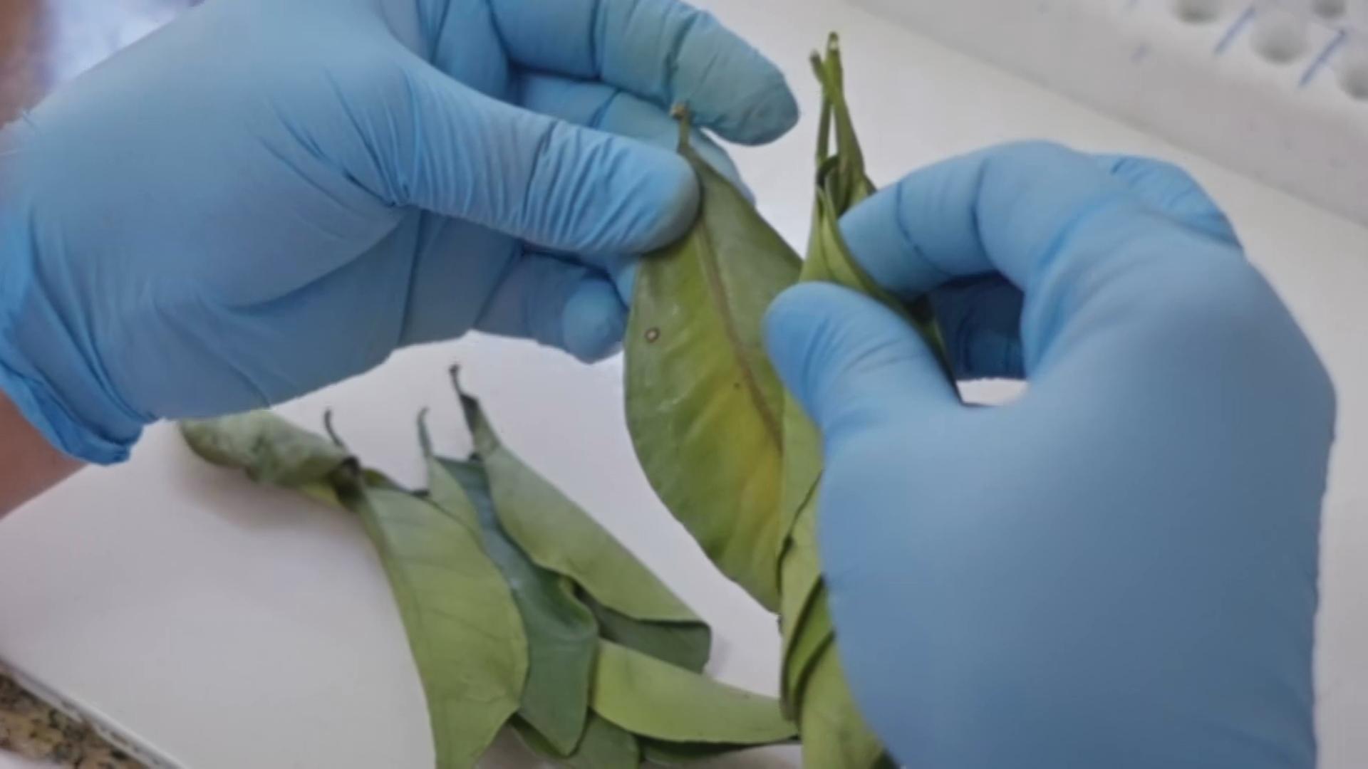 Zwei Hände mit blauen Handschuhen untersuchen ein grünes Orangenbaumblatt.