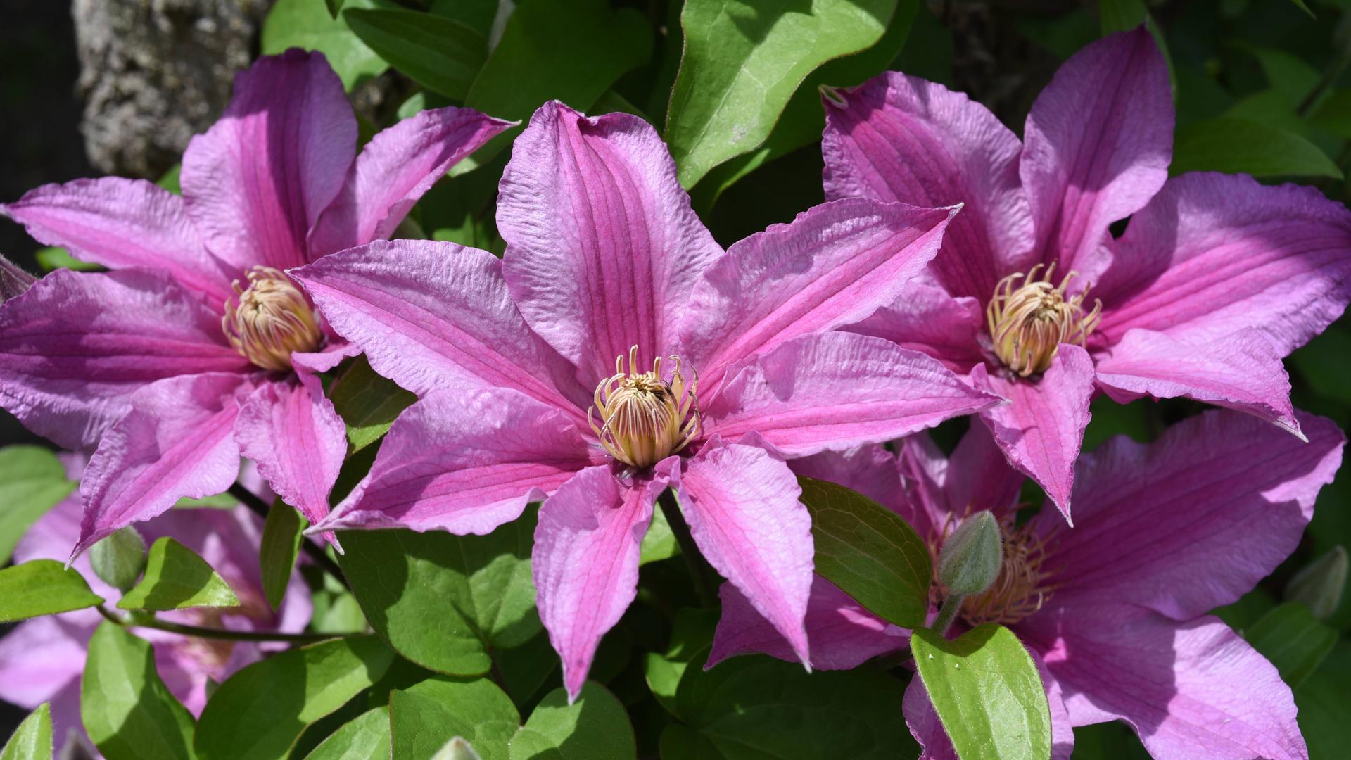 Clematis