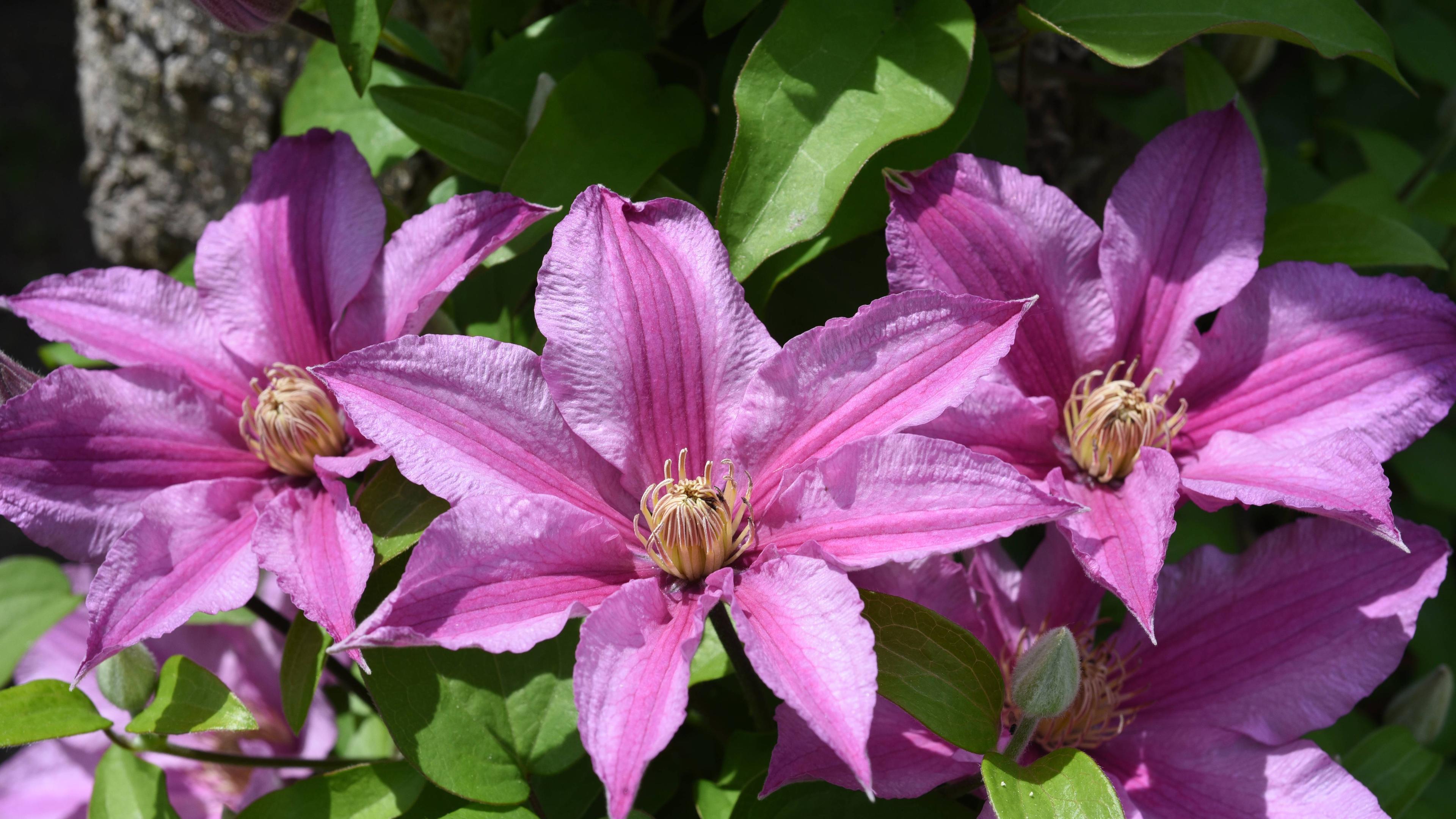 Clematis