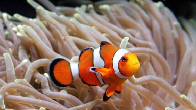 Symbolbild: Einen Clownfisch (auch Anemonen- oder Harlekinfisch) schwimmt am 30.08.2008 durch eine Anemone. 