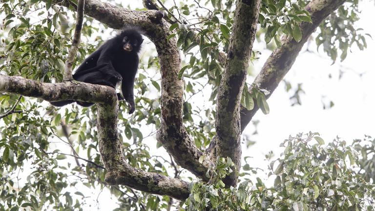 Colobus Congoensis