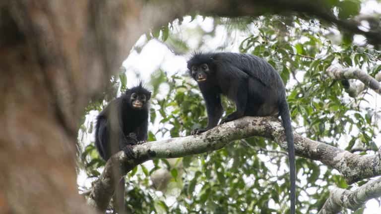 Colobus Congoensis