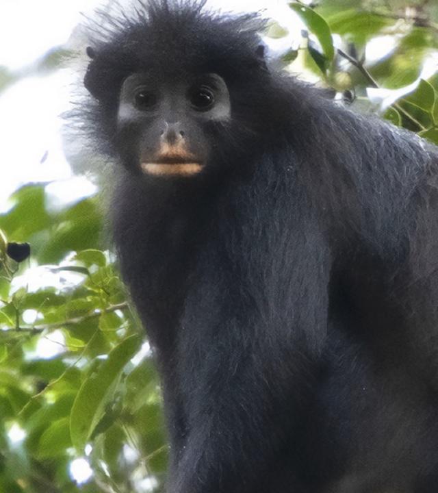 Colobus Congoensis