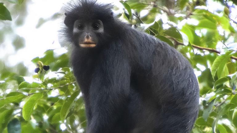 Colobus Congoensis