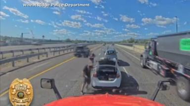 Ein Bild aus einem Video, das von der örtlichen Polizei von Colorado geteilt wurde, zeigt zwei Fahrer, die auf einer Autobahn in Colorado angehalten haben und sich gegenüberstanden.