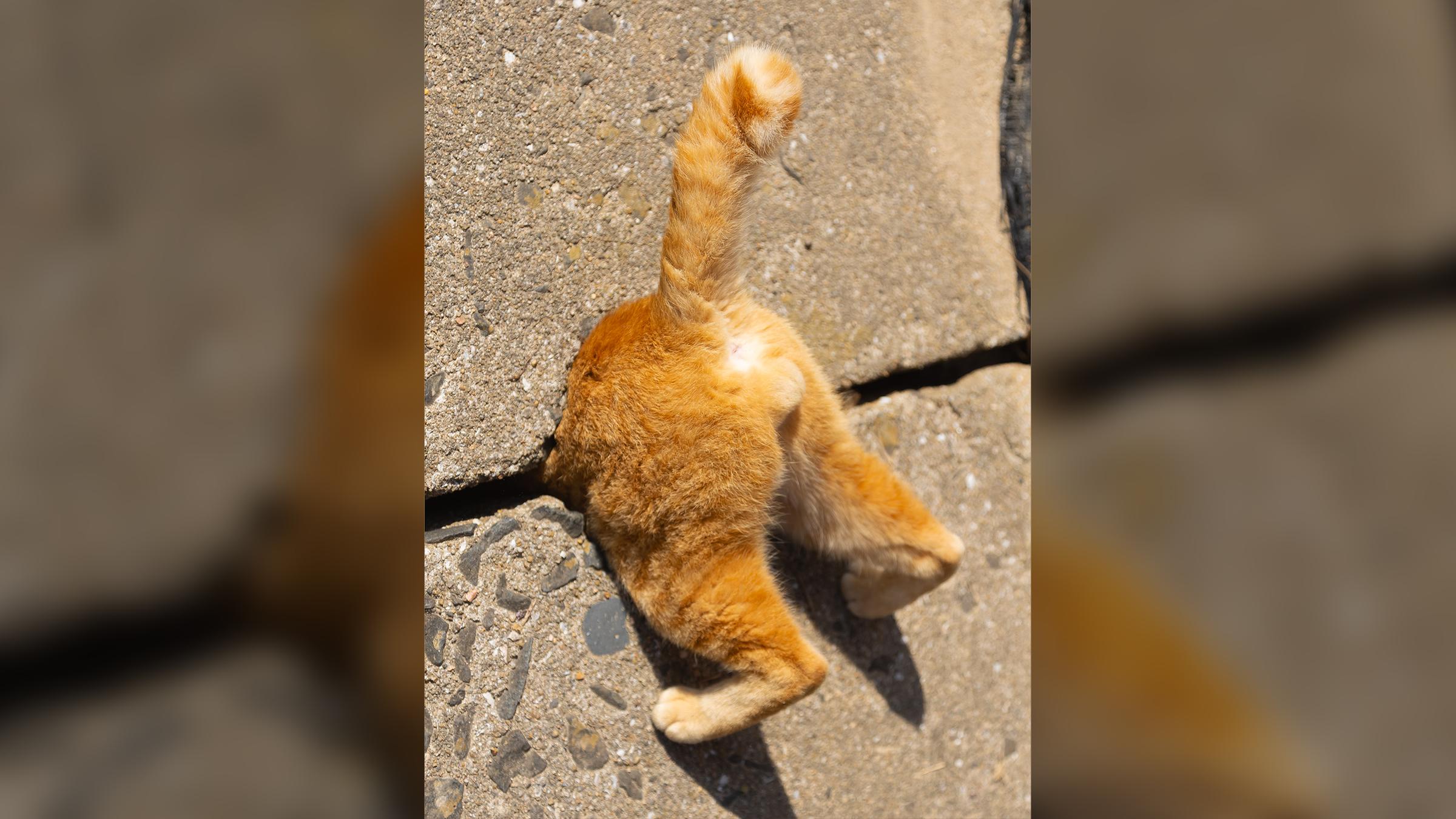 Cat in a trap like Super Mario