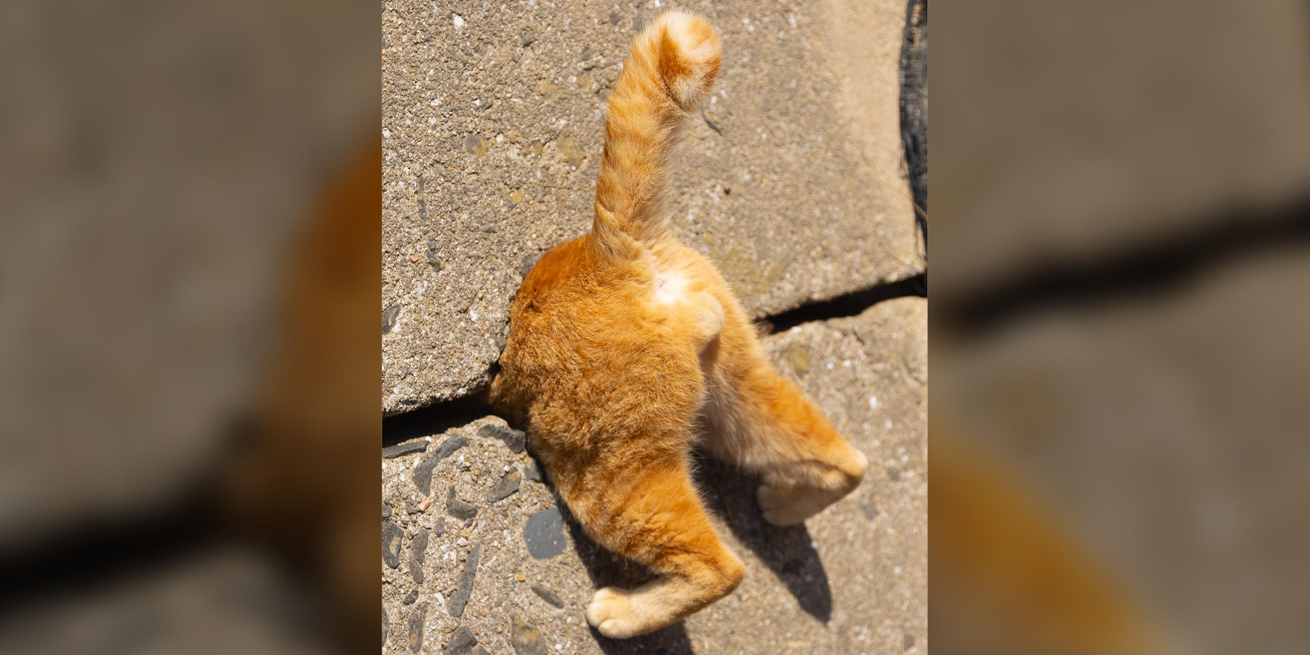 Cat in a trap like Super Mario